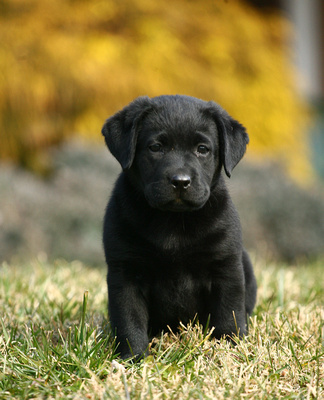 pets3